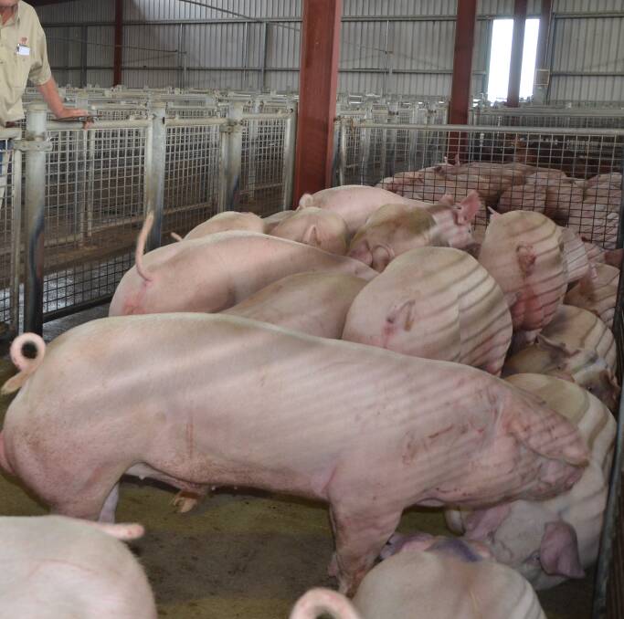 Pig sale closure reflects changing mindset