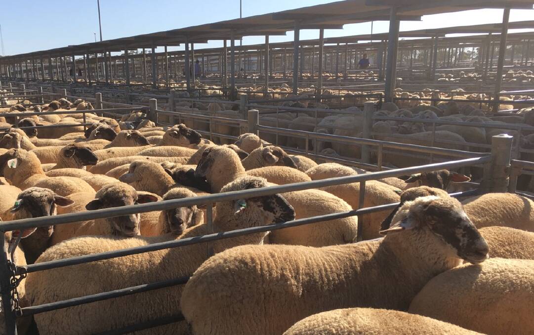 These lambs from Coolalie Feedlot, Paskeville, set a $348 state record at Dublin on Tuesday.